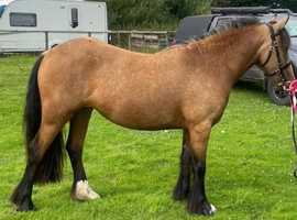 Stunning Irish dun cob mare