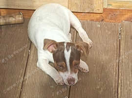 Miniature jack Russell's pups