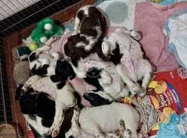 KC registered working English Springer Spaniel puppies for sale