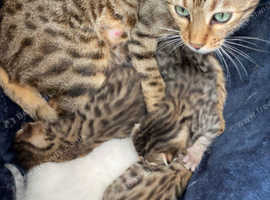 Bengal cross breed kittens
