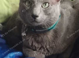 Beautiful moggie x oriental kittens