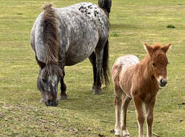 Spotted mare and spotted  colt foal