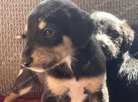 Top quality woolly/ rough coated lurcher pups