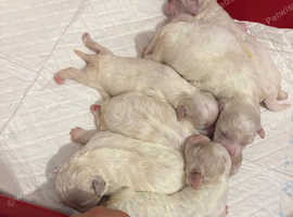 Malshi puppies