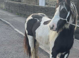 horse breaking in