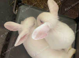 3 month old rabbit