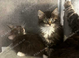 Beautiful Maine Coon kittens