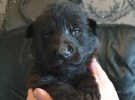 Purebred german shepherd puppies best sale near me