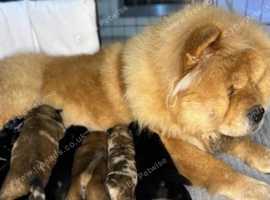 beautiful chow chow puppies for sale