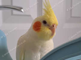Cockatiel Rehome Lovely Young Clingy Girl