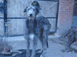 DEERHOUND FEMALE