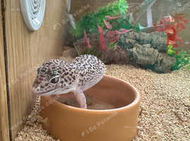 Female spotty leopard gecko
