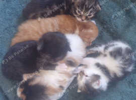 Stunning kittens for sale