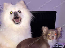 Japanese spitz
