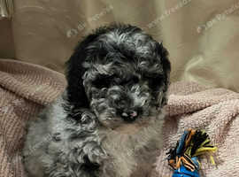 Beautiful miniature poodles 2 girls 1 boy left