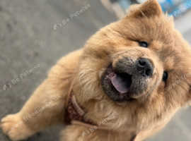 13 week old, chow chow puppy. Red sable.