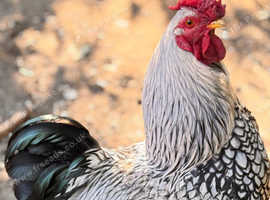 Wyandotte Cockerel