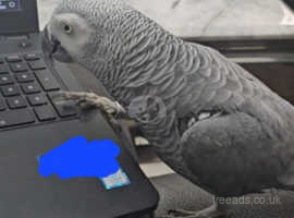 Sammy The African Grey Parrot