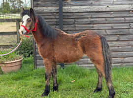 Registered sec a colt