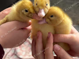 ALL SOLD !! Cherry Valley / white campbell ducklings