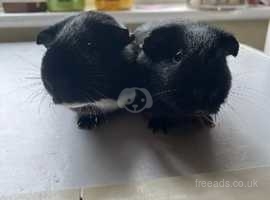 Two (male) brother Guinea pigs
