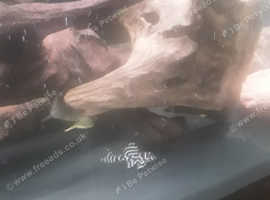 Pleco Tiger ,