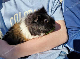 Female Guinea pig, 9 months old, ip3
