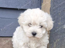 Beautiful toy maltipoo puppy's