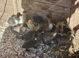 Female Ducklings