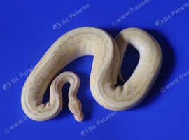 For sale varies Royal  pythons.