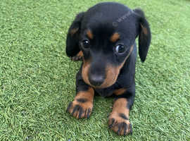Dachshund puppy