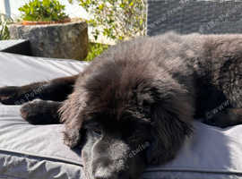 5 month female kcreg Newfoundland