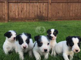 Jack Russell Dogs And Puppies For Sale And Rehome In Aberaeron