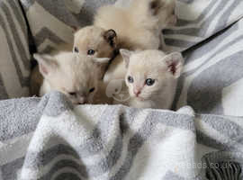 Outstanding quality, pure pedigree, registered Burmese