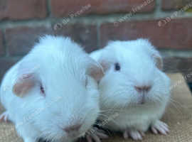 Two beautiful sows