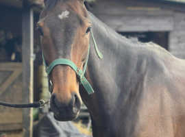 Stunning Tb mare