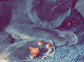 British Shorthair Cats Kittens For Sale Rehome In Pontypridd