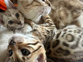 Beautiful bengal kittens