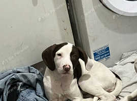 Pointer x bulldog