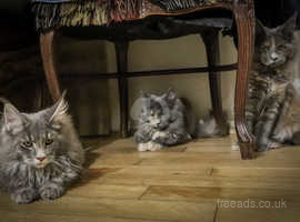 GCCF registered Maine Coon kittens