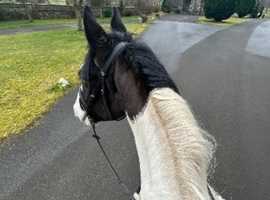17HH ISH GELDING 6 YO