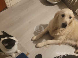 Long haired golden outlet retriever puppies for sale