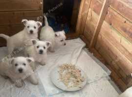 Westie pups