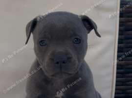 STUNNING QUALITY STAFFORDSHIRE PUPPIES