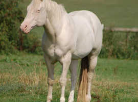 Quarter Horse stallion.