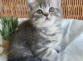 OUTSTANDING TICA ACTIVE BOY (READY NOW)