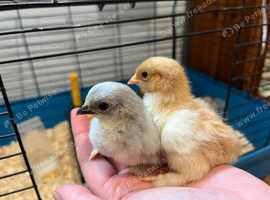 Pekin Bantam chicks for sale