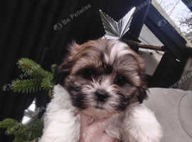 Shichon poo puppies for sale on sale