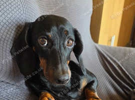 Beautiful miniature dachshund