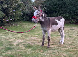 Oscar . 3 year old gorgeous Donkey for sale